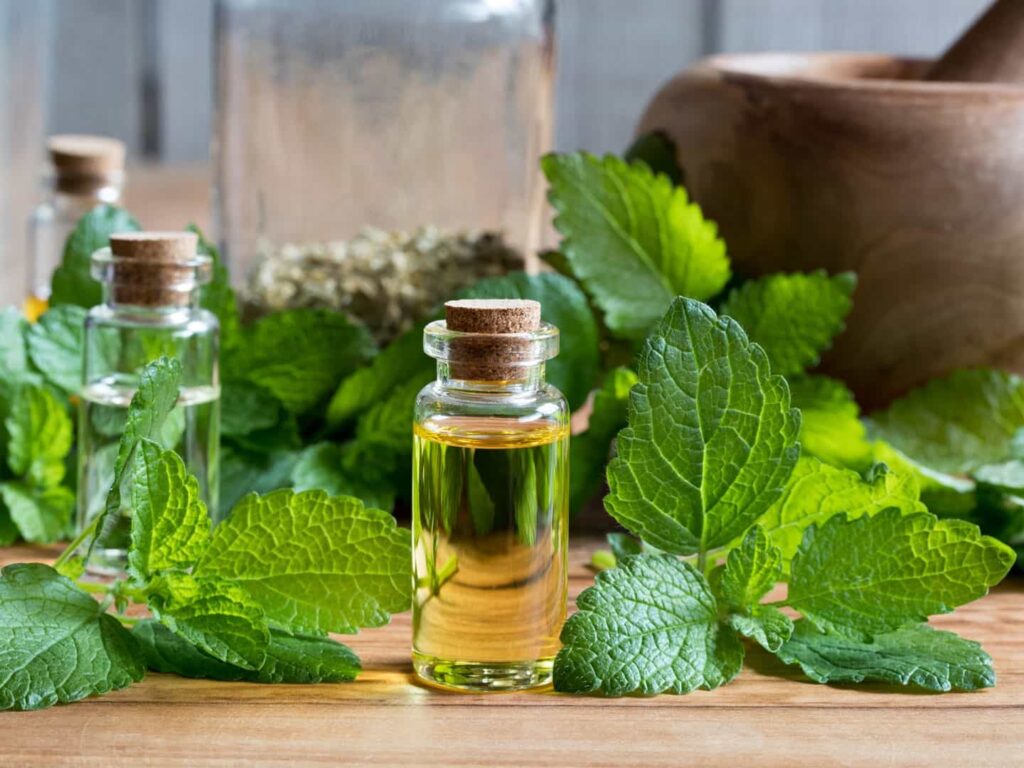 Lemon Balm Oil So Effective