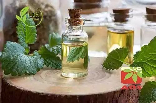 Lemon Balm Oil So Effective