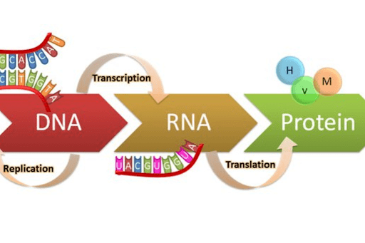 DNA into proteins